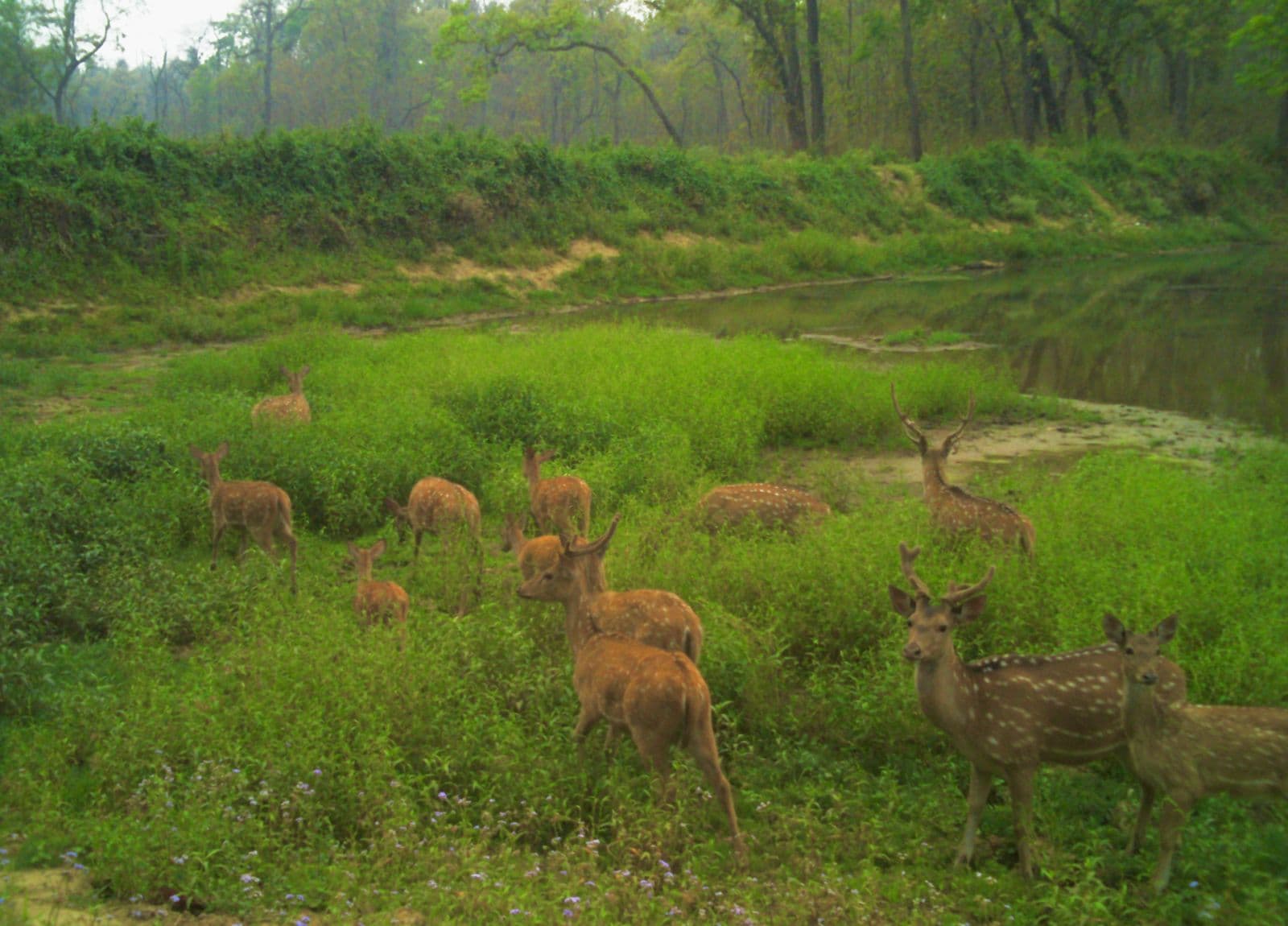 Terai Lowlands